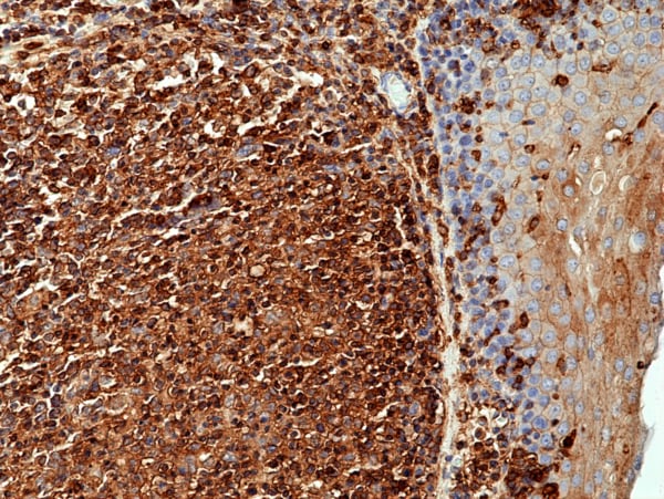 beta-Actin Antibody (RM112) [Biotin]