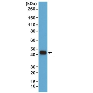 beta-Actin Antibody (RM112) [Biotin]