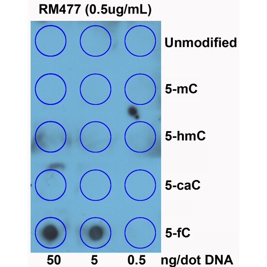 5-Formylcytosines Antibody (RM477)