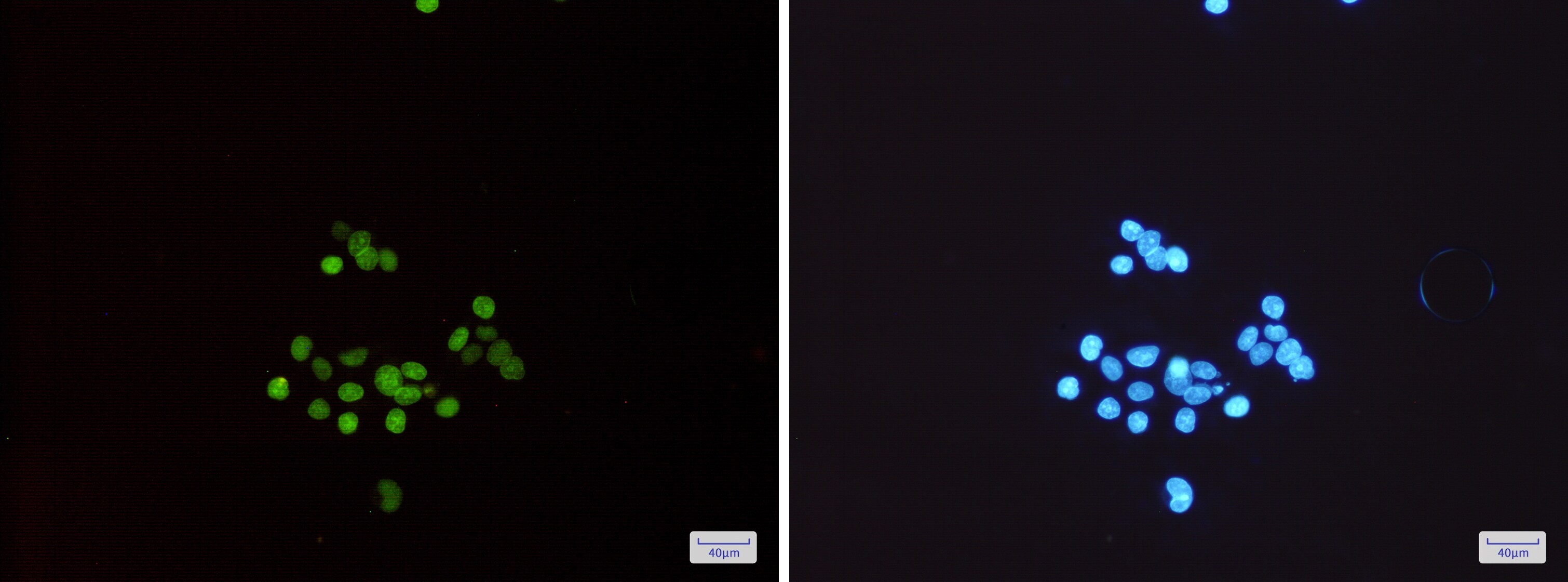 MCM3 Antibody (S04-6B9)