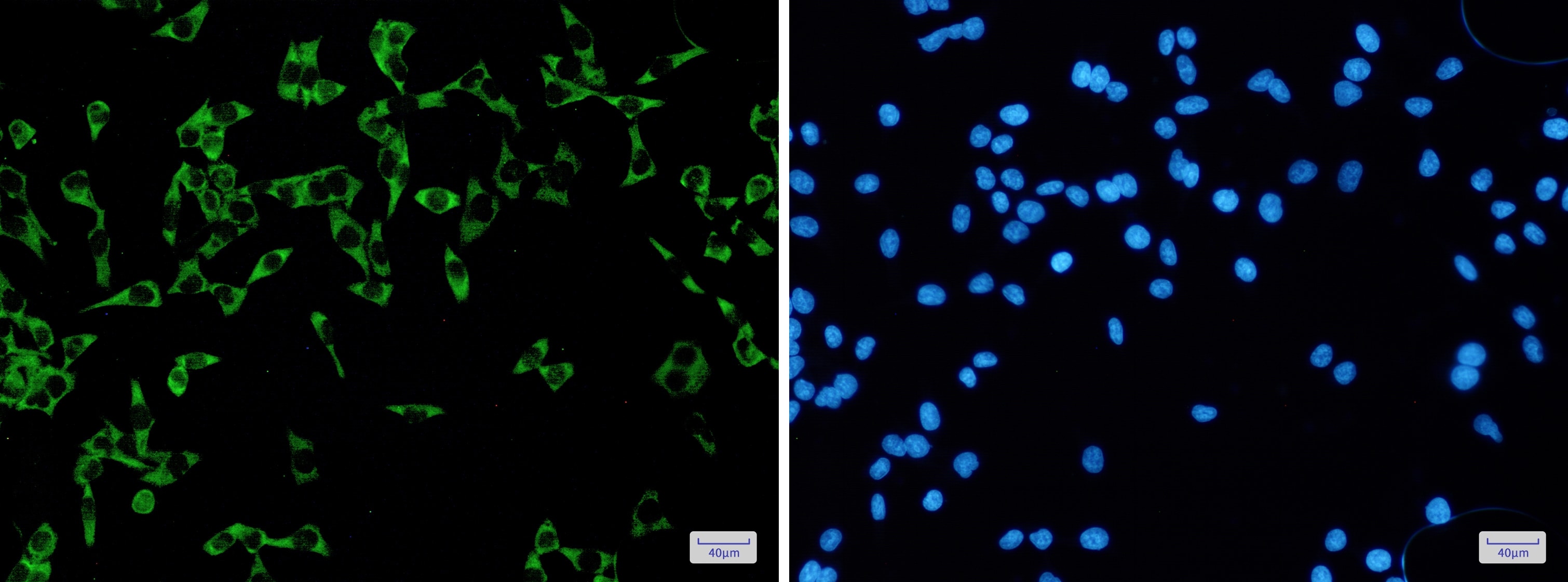 FMRP Antibody (S08-5G5)