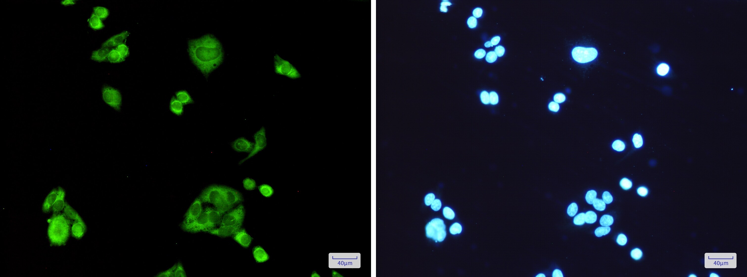 PGD Antibody (S02-7C6)
