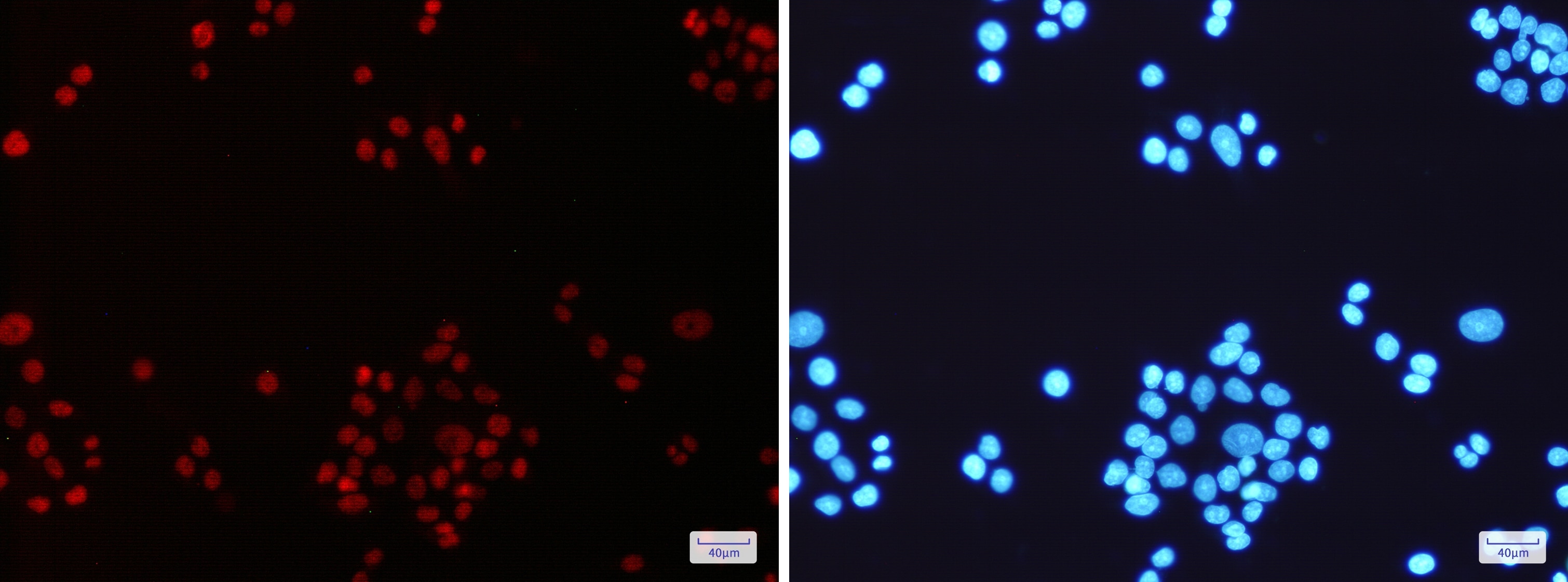 MLH1 Antibody (S02-2E8)