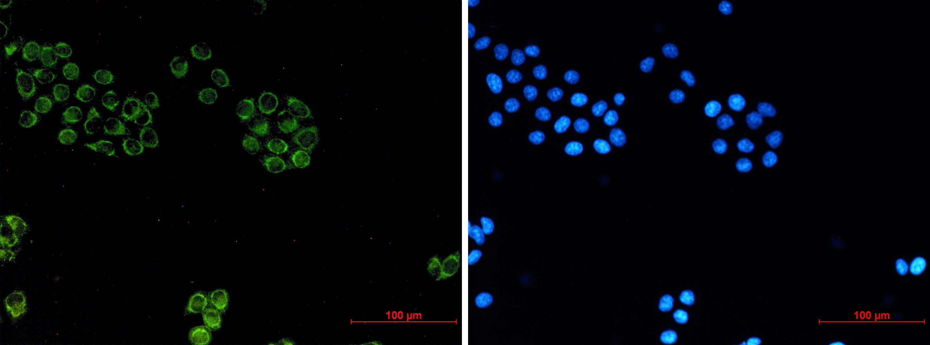 Glypican 1 Antibody (S03-2E8)