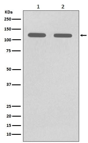 MCAM/CD146 Antibody (S05-5A2)