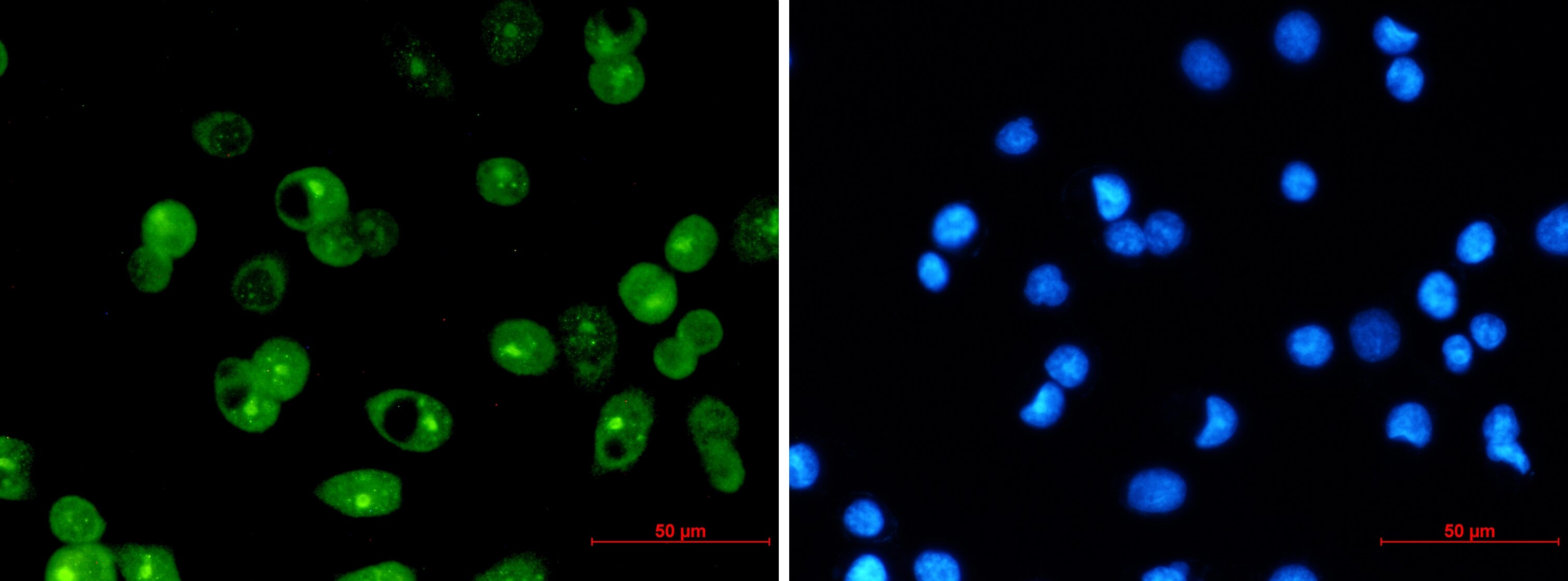 Mcl-1 Antibody (S04-3A4)