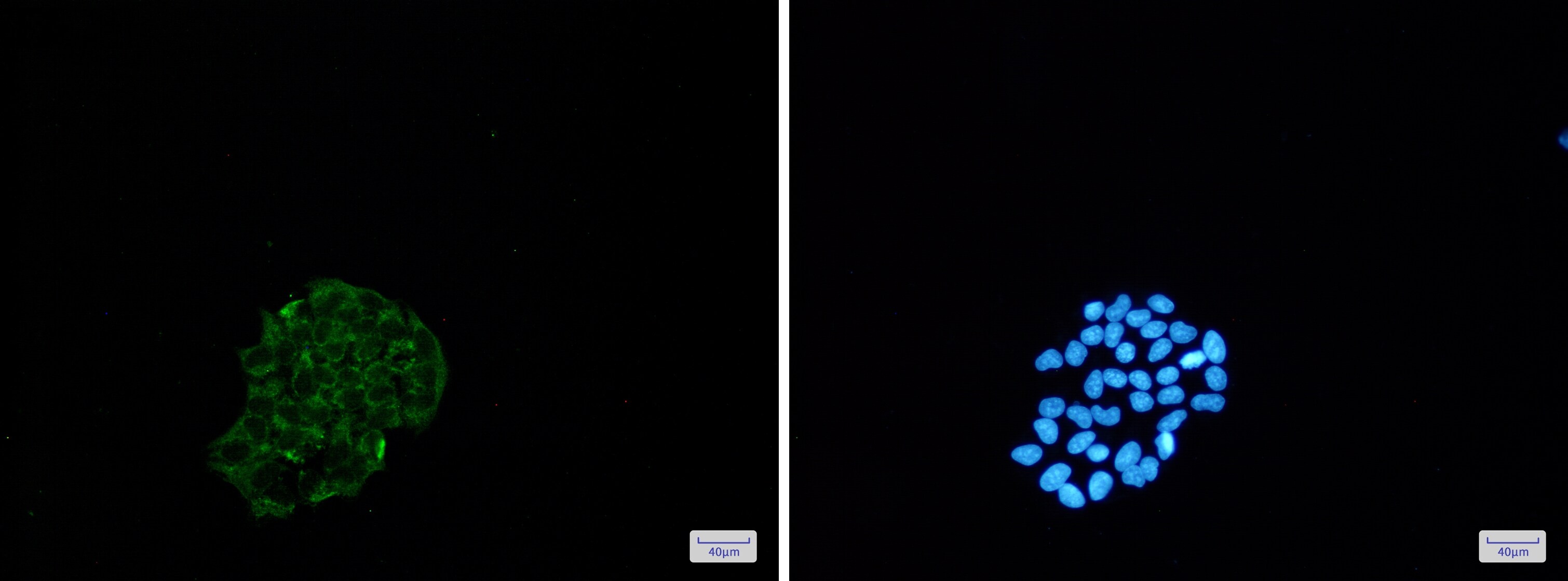 BNIP3 Antibody (S09-1G8)