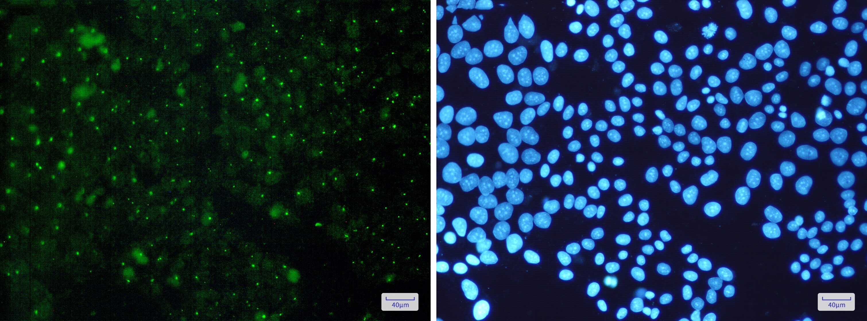 AHR Antibody (S07-1H9)