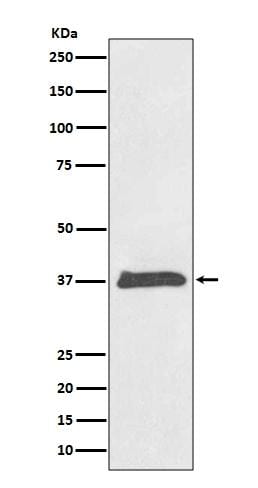 BMP-2 Antibody (S03-3H9) - BSA Free