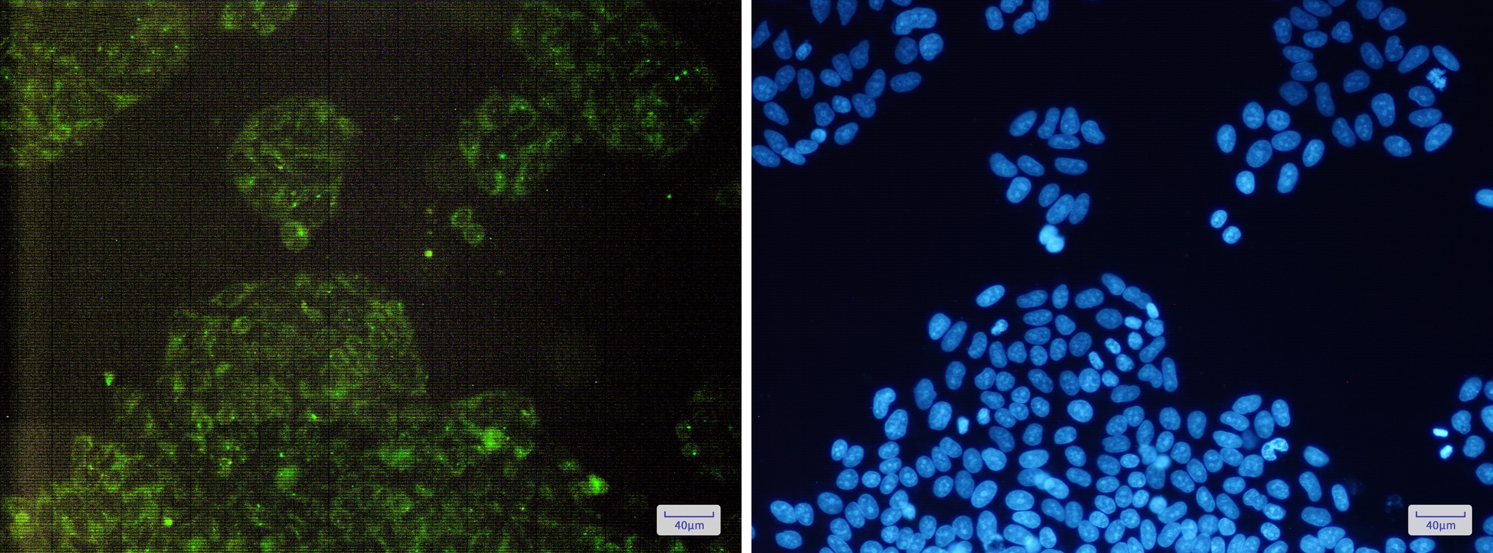 cIAP-1/HIAP-2 Antibody (S01-1C5)