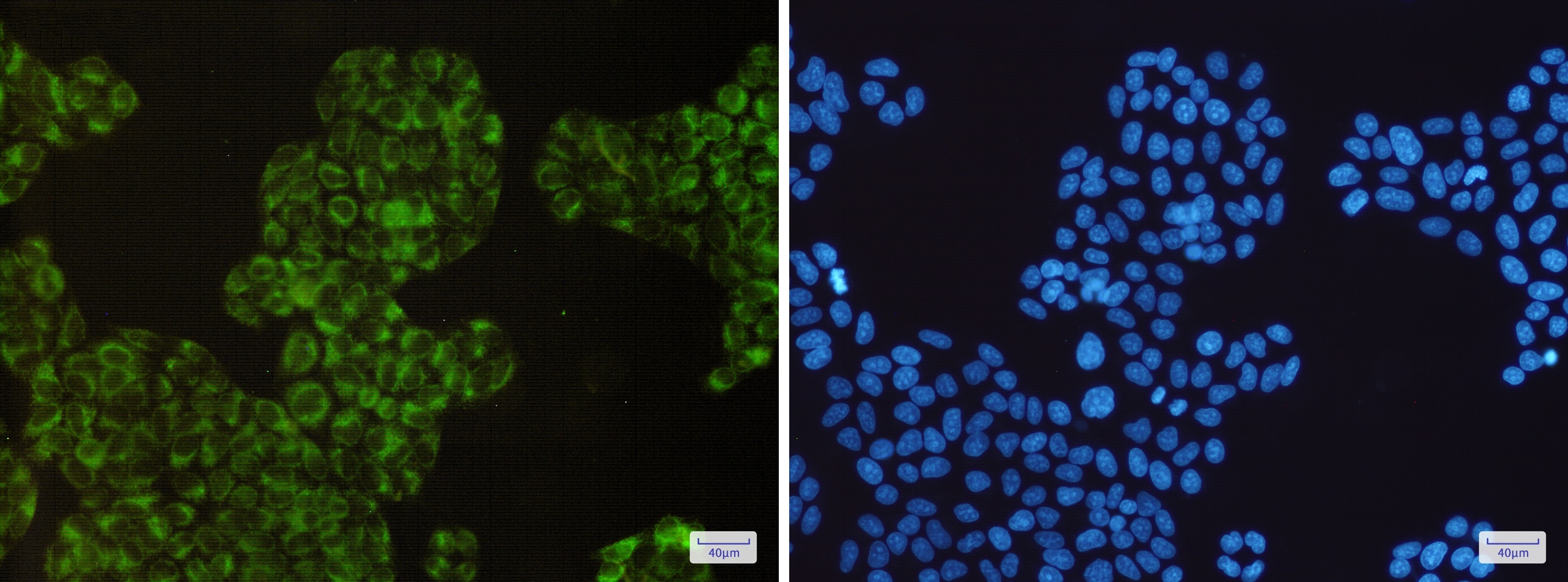 COX-1 Antibody (S02-6G4)