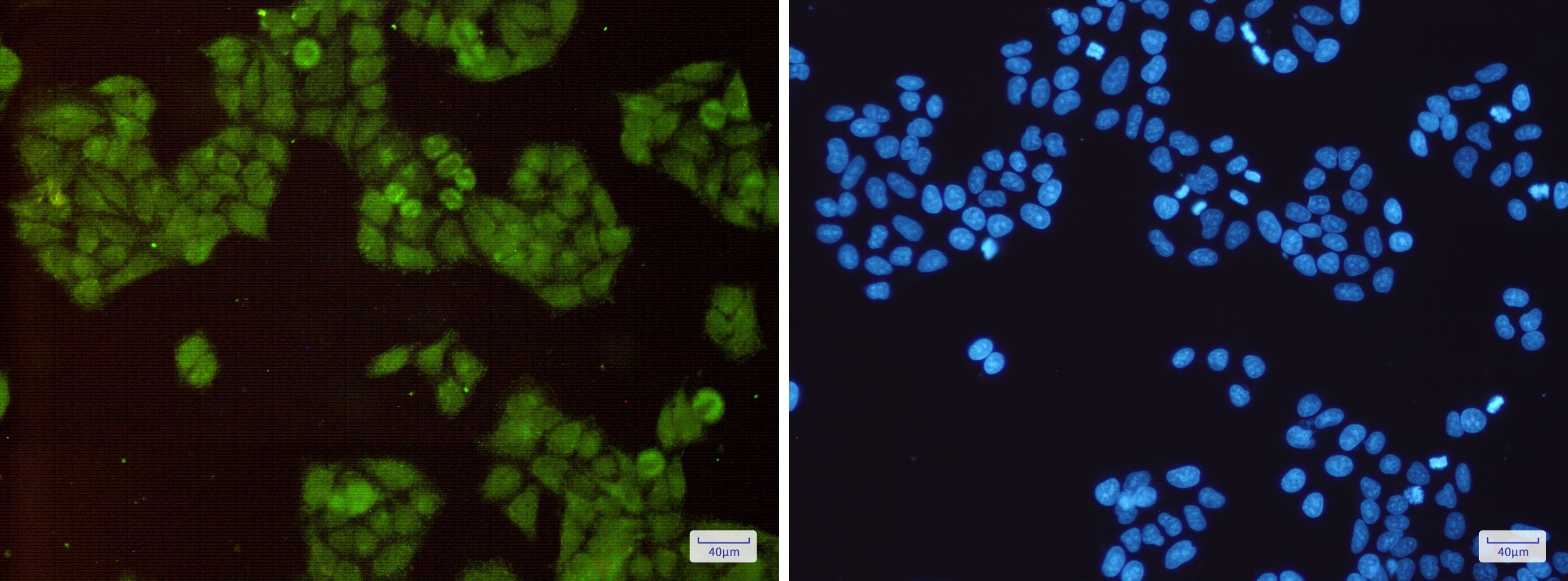 Cullin 1 Antibody (S05-3D2)