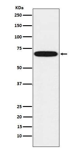 CYP1B1 Antibody (S02-5A3)