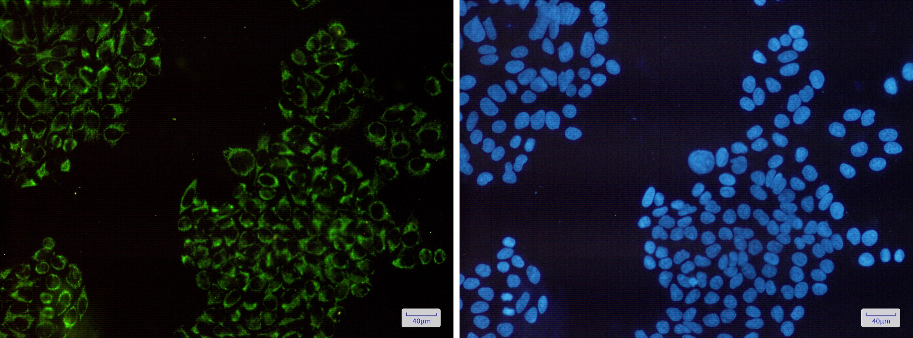 MRPS26 Antibody (S01-2D6)