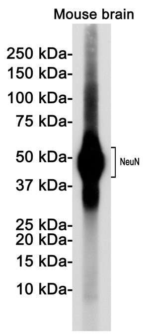RBFOX3/NeuN Antibody (S09-7H2)