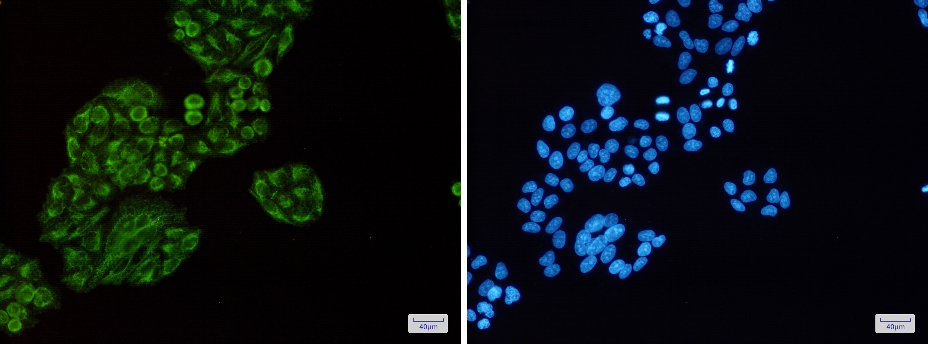 Tec Antibody (S09-6E7)