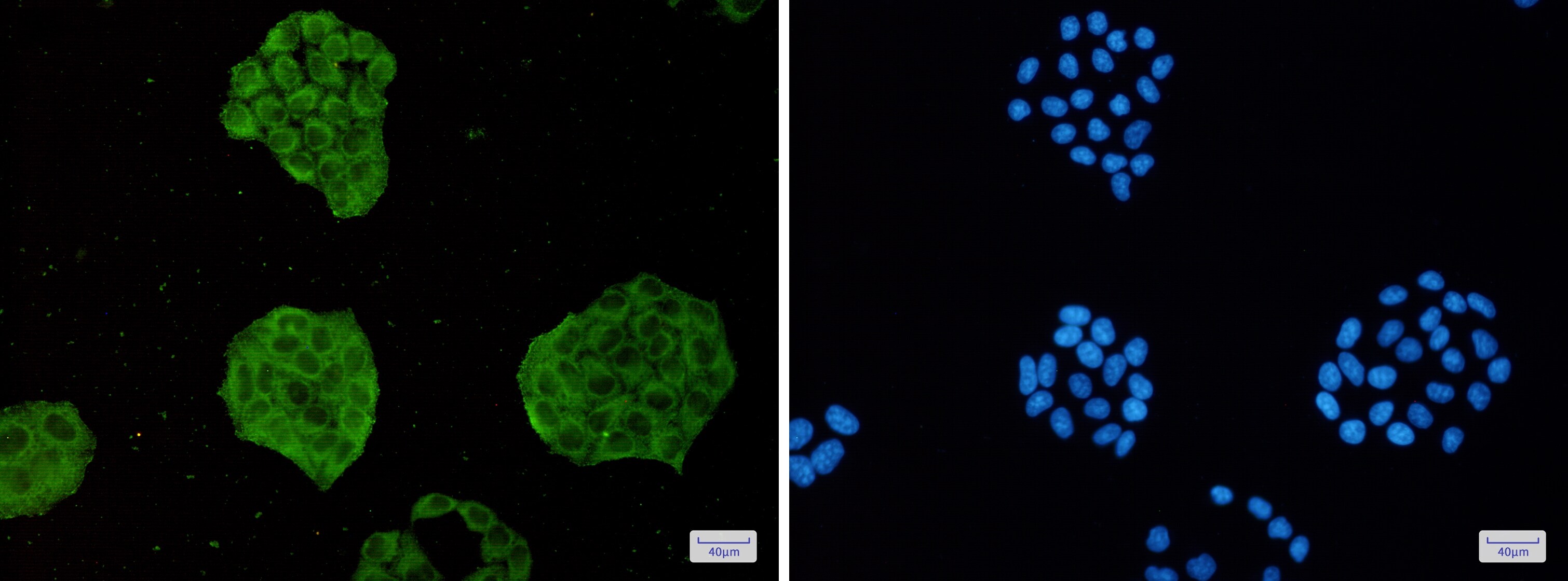 TRIM56 Antibody (S02-8A3)