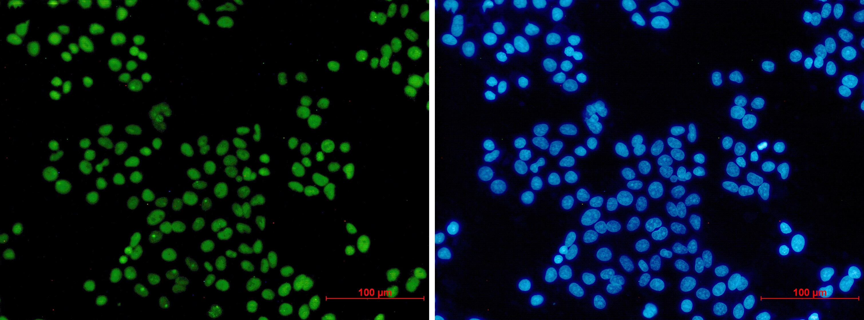 MCM2 Antibody (S02-0D3)