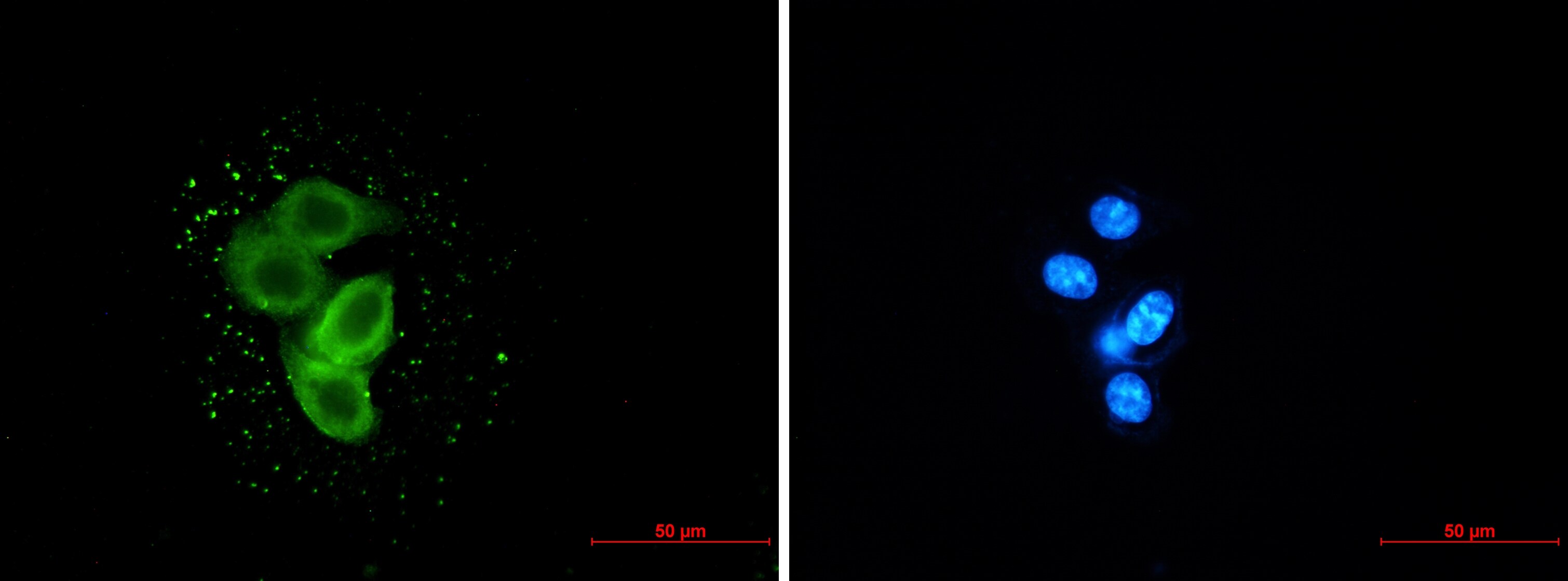 Meckelin Antibody (S07-2A4)