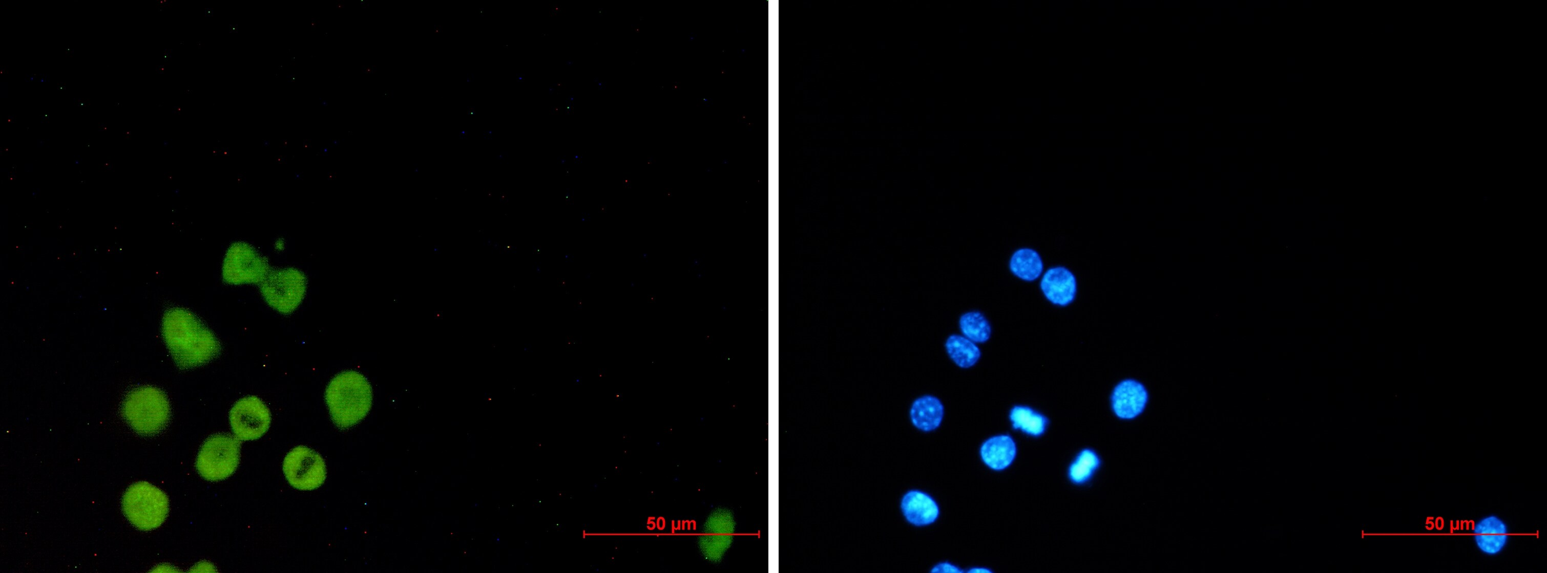 PU.1/Spi-1 Antibody (S02-1D7)