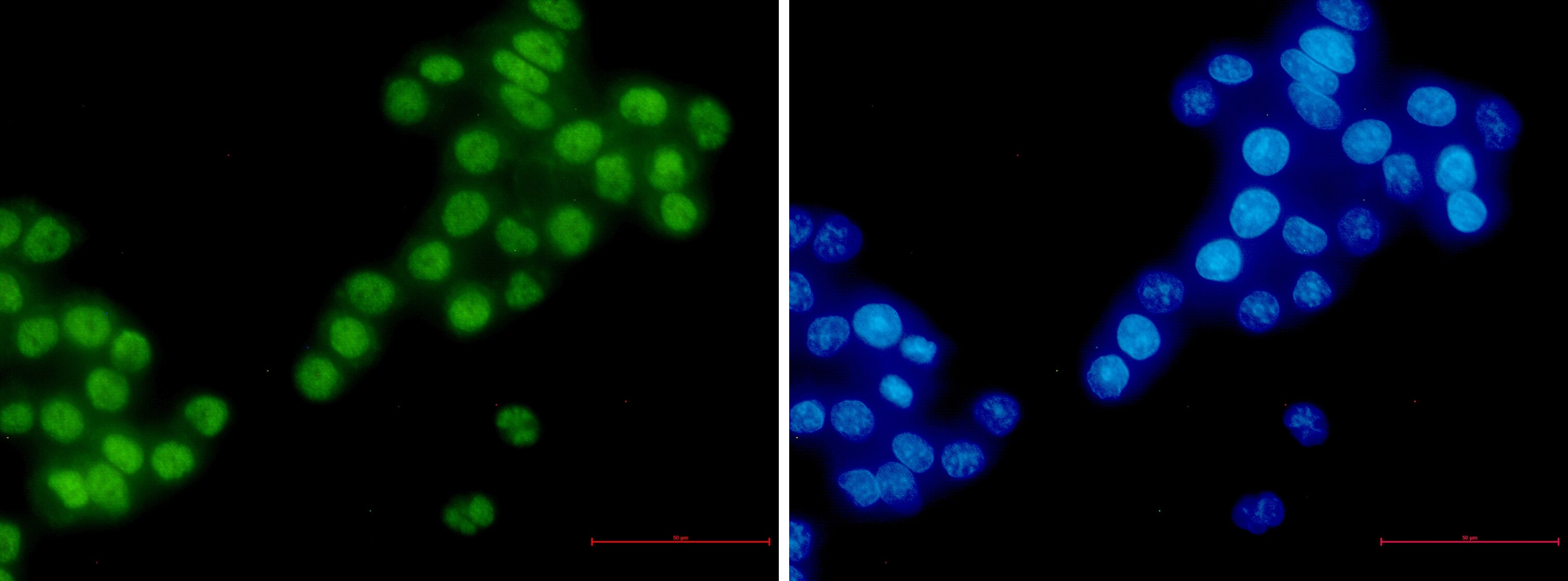 RBM3 Antibody (S02-0C1)