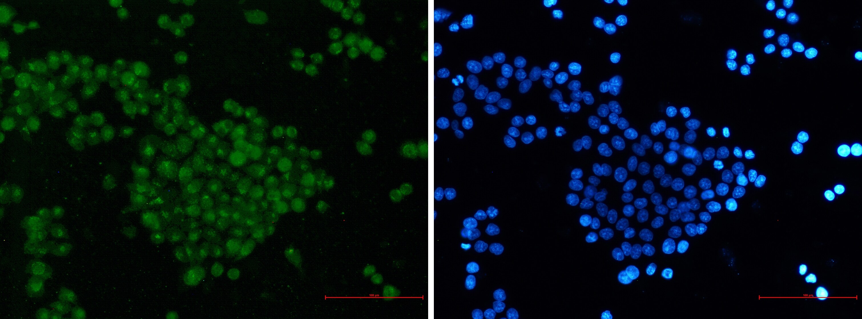 Skp2 Antibody (S08-0A2)