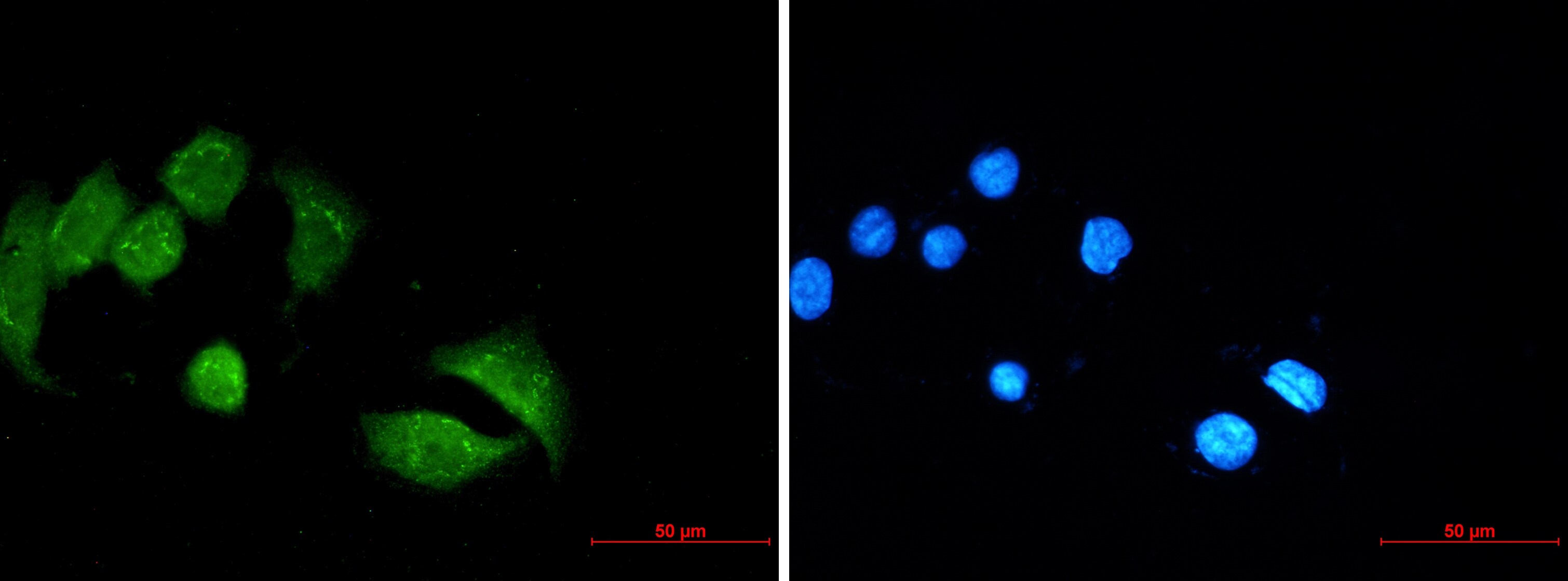 UBE4B Antibody (S04-6C6)