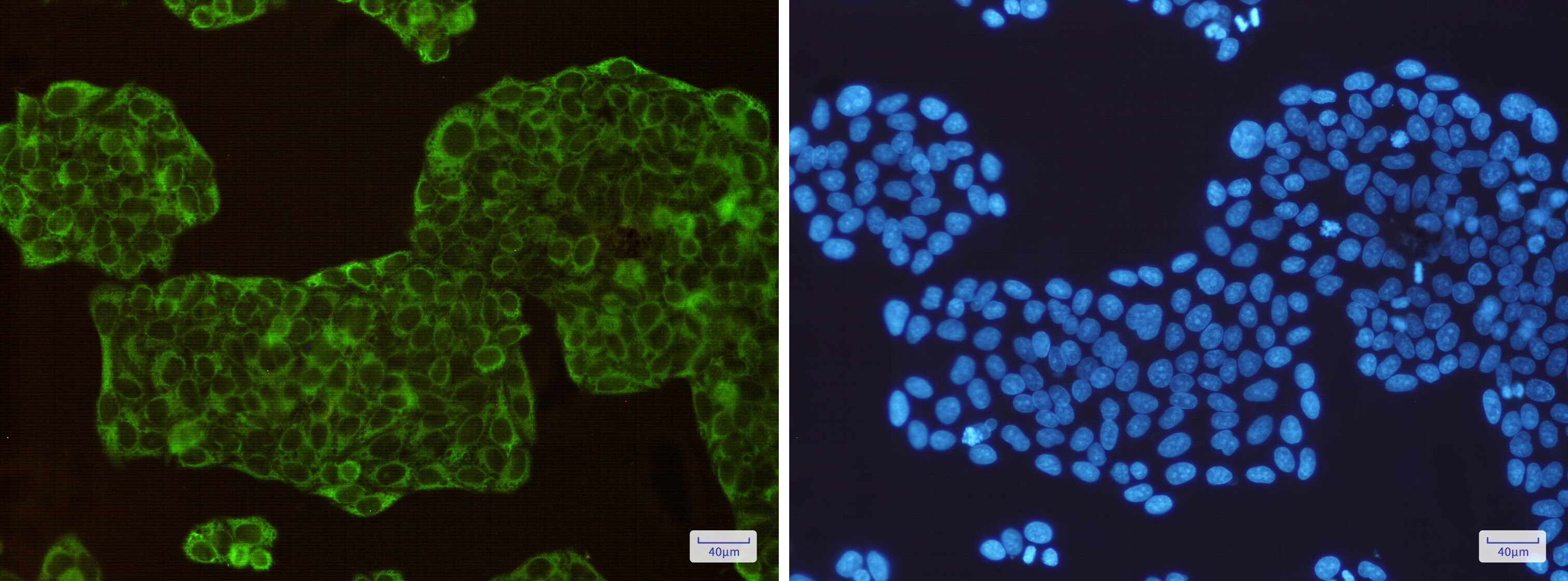 Argininosuccinate Synthase Antibody (S02-7A8)
