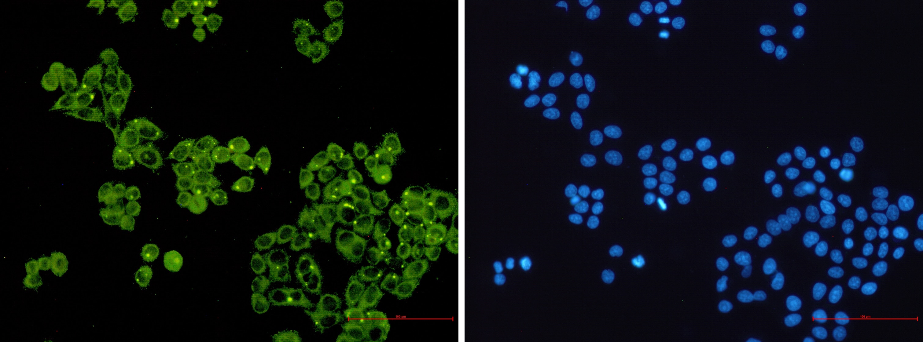 Glycogen Synthase Antibody (S02-2F3)