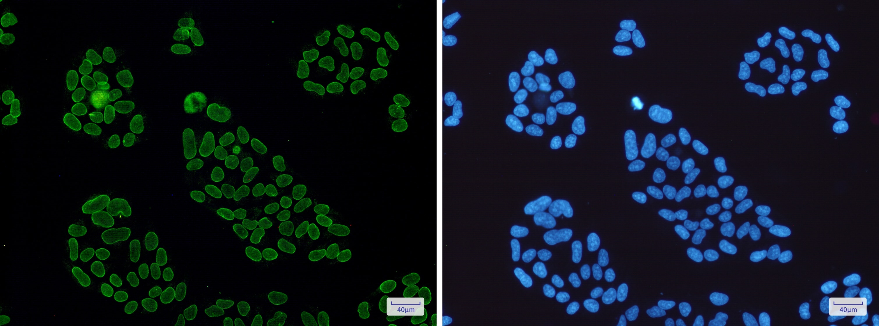 Lamin A + C Antibody (S06-7H5)