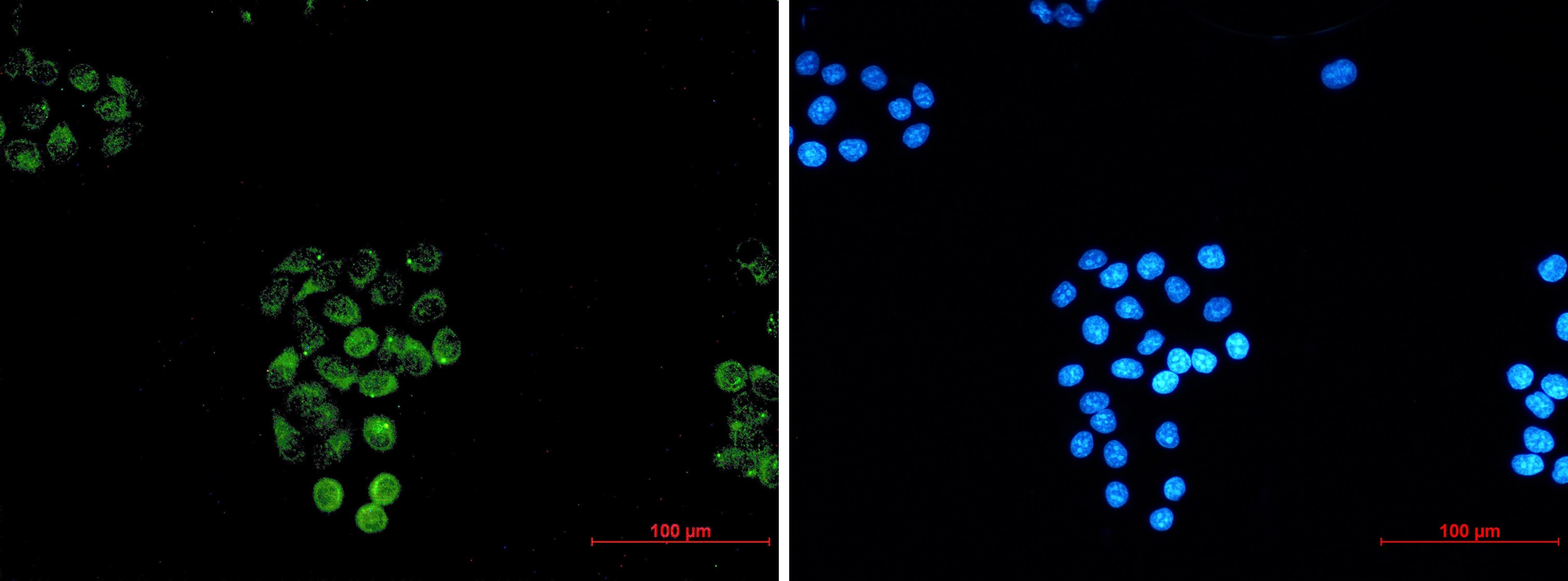 RASEF Antibody (S03-1G6)