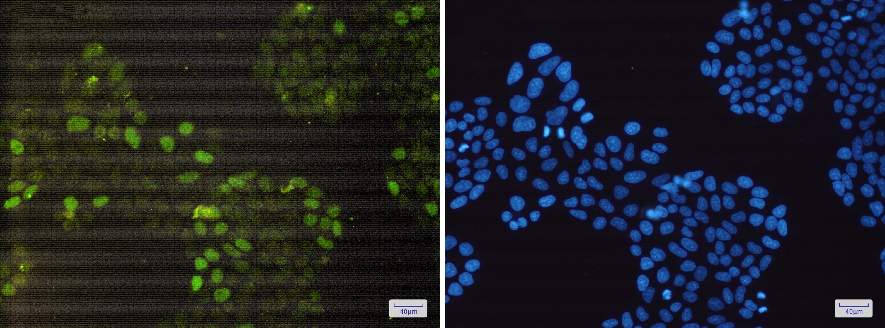RB1 Antibody (S09-4H8)