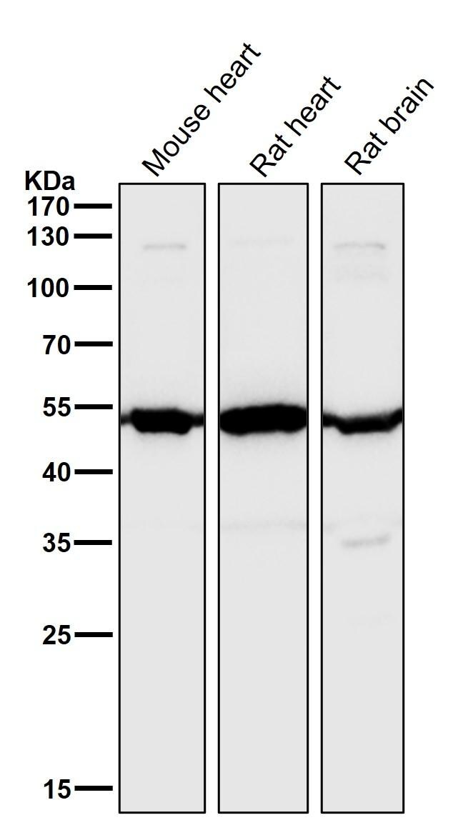 Angiopoietin-2 Antibody (S04-7E6) - BSA Free