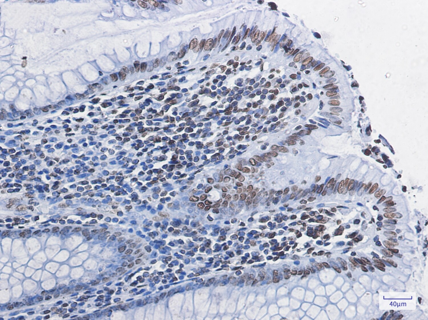 Histone H4 Antibody (S05-8H9)