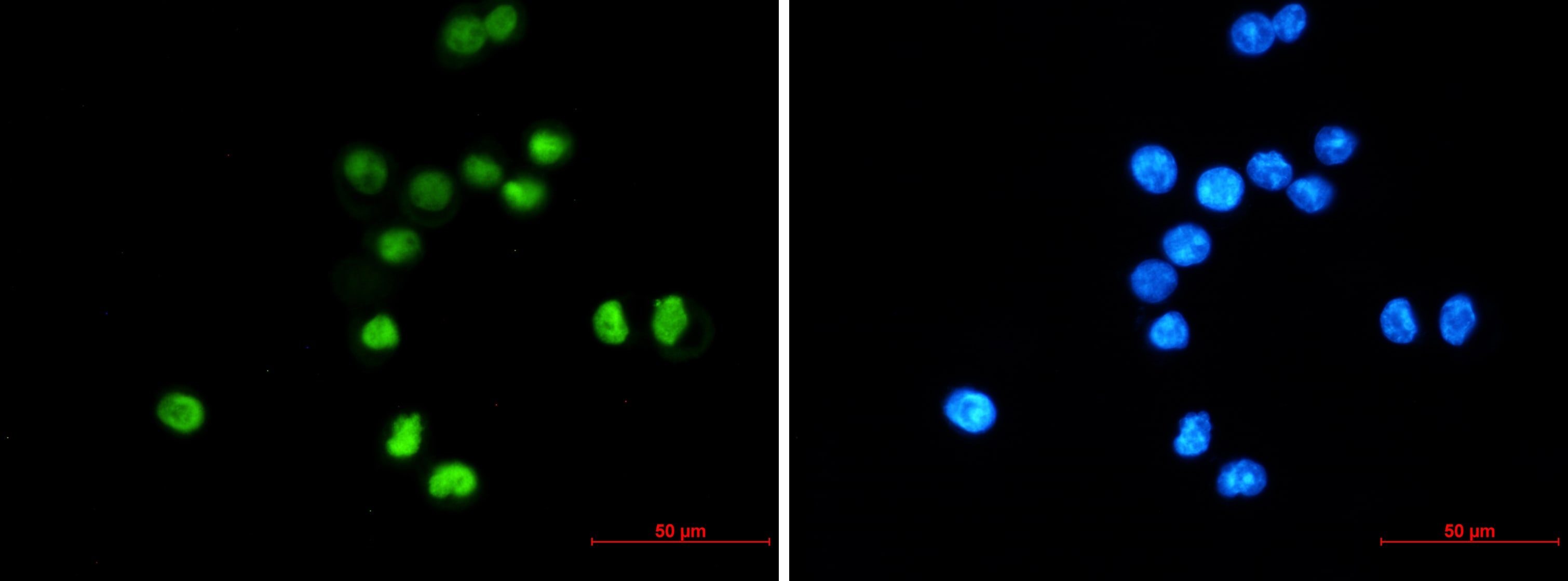 p53 Antibody (S07-6A7)