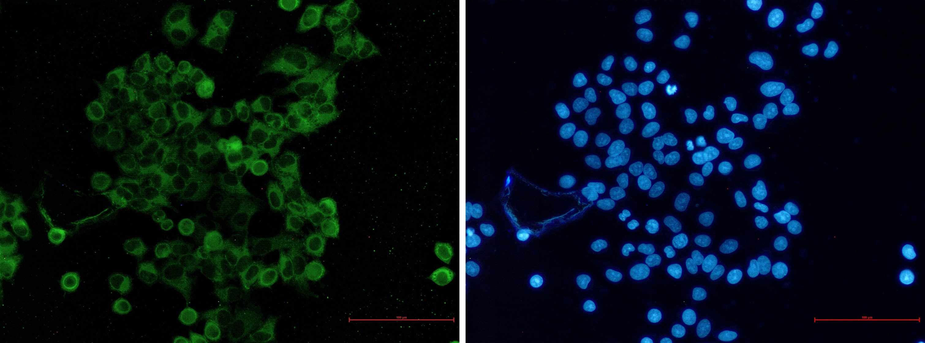 Nectin-2/CD112 Antibody (S06-8F3)
