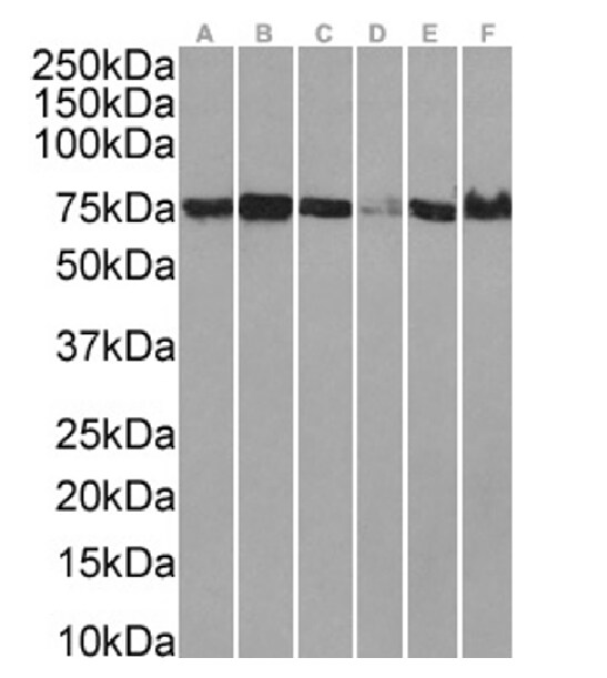 Aminopeptidase P1/XPNPEP1 Antibody (SAIC-07B-14) - Azide and BSA Free