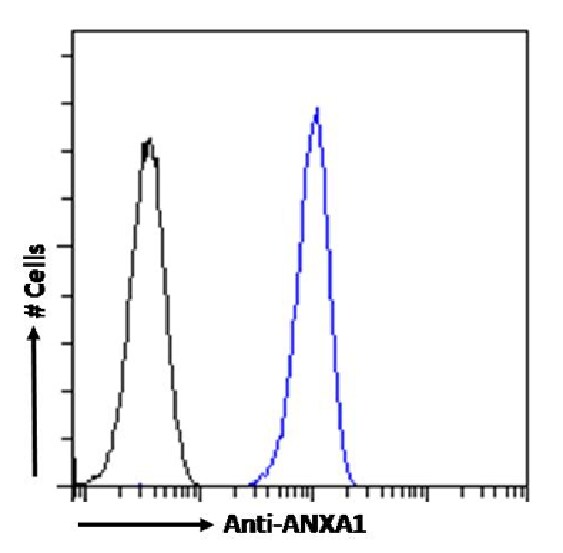 Annexin A1 Antibody (SAIC-13B-19) - Azide and BSA Free