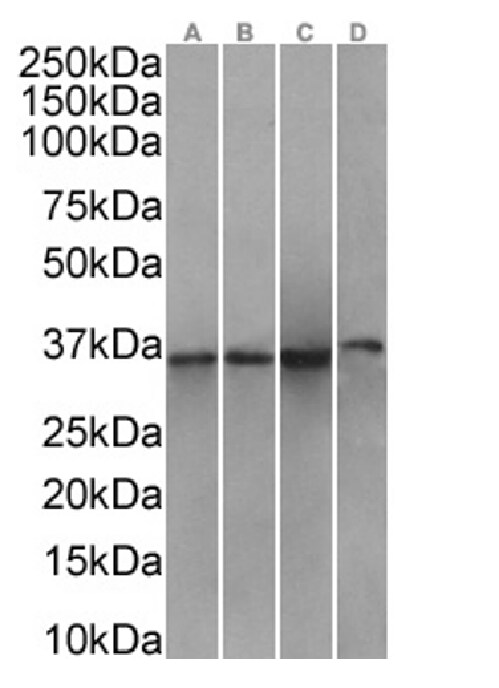 Annexin A1 Antibody (SAIC-13B-19) - Azide and BSA Free