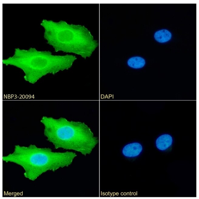 Calreticulin Antibody (SAIC-16D-6B9) - Azide and BSA Free