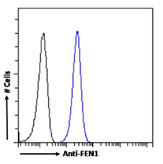 FEN-1 Antibody (SAIC-21C-4) - Azide and BSA Free