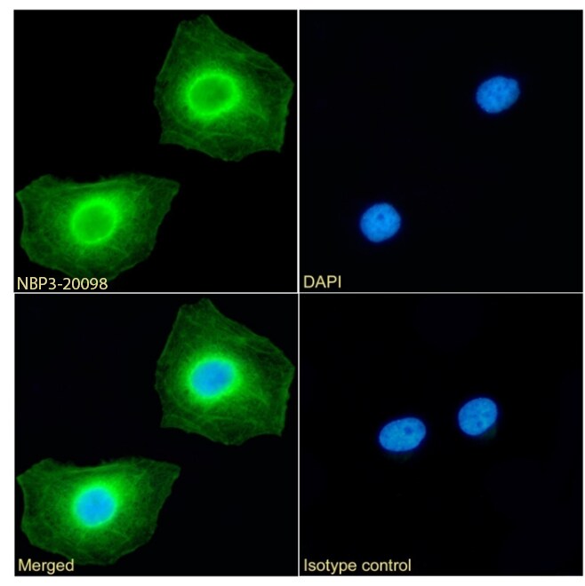 RRM2 Antibody (SAIC-30C-18) - Azide and BSA Free