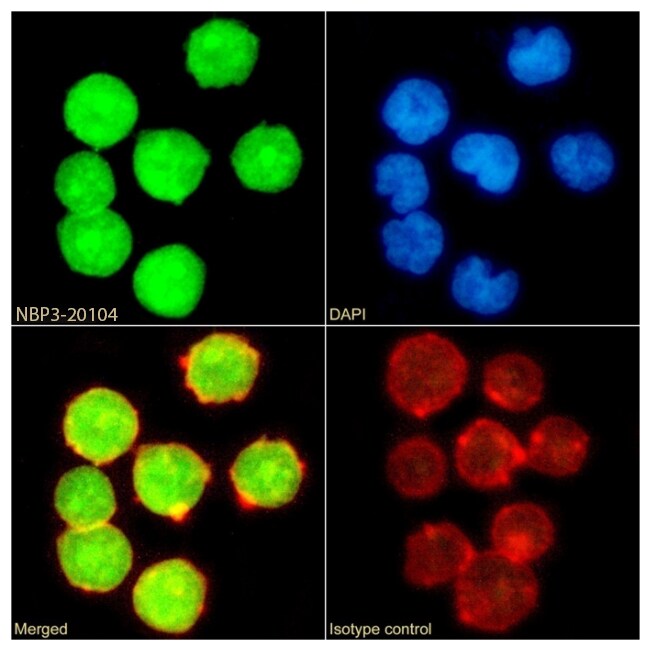 UBE2I/Ubc9 Antibody (SAIC-36A-9) - Azide and BSA Free