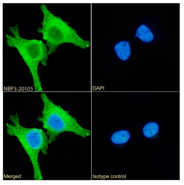 Peroxiredoxin 4 Antibody (SAIC-40A-24) - Azide and BSA Free