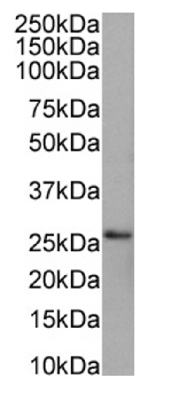 Peroxiredoxin 4 Antibody (SAIC-40C-8) - Azide and BSA Free