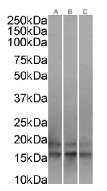 UbcH10/UBE2C Antibody (SAIC-41A-1) - Azide and BSA Free