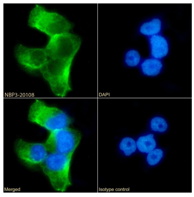 Serpin A6/Cortisol Binding Globulin Antibody (SAIC-42B-10) - Azide and BSA Free