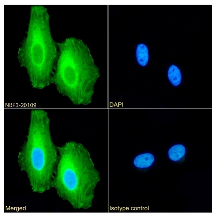 Clusterin/APOJ Antibody (SAIC-43B-8) - Azide and BSA Free