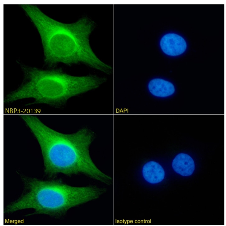 PRDM4 Antibody (RAB-C367) - Chimeric - Azide and BSA Free