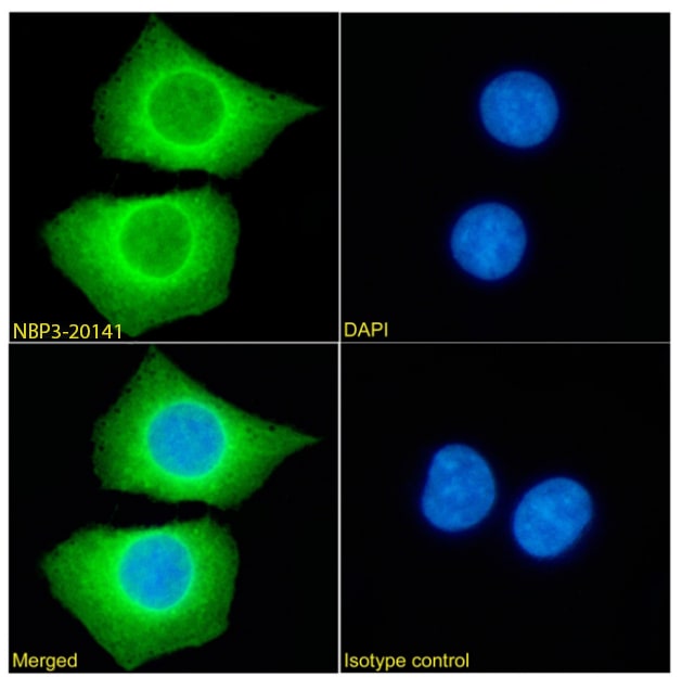 PRDM9 Antibody (RAB-C370) - Chimeric - Azide and BSA Free